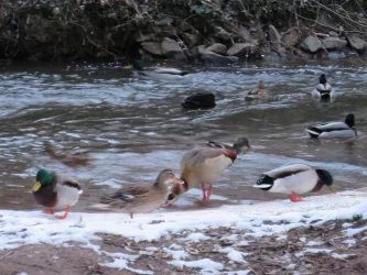 Entenfrühstück im Spiegelbachpark