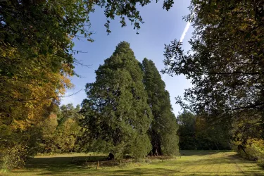 Mammutbäume Landstuhl von weit (© VG Landstuhl_Fotograf Hafner)