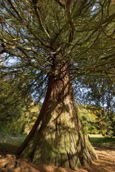 Mammutbäume Landstuhl Stamm (© VG Landstuhl_Fotograf Hafner)