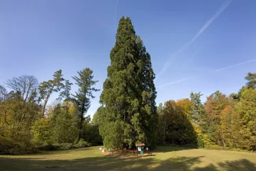 Mammutbäume Landstuhl (© VG Landstuhl_Fotograf Hafner)