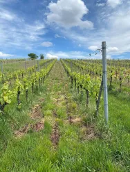 Ausflugsziele - Weinberge