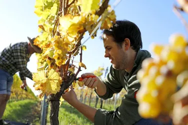 Weingut Meyer (© Melanie Hubert, Weingut Marius Meyer)