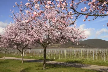 Mandelblüte klein (© Hans-J. Müller)