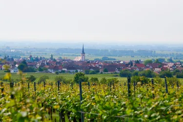 Blick auf Maikammer