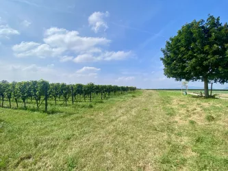 Weinberge bei Essingen