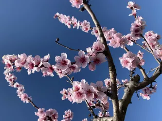 Erlebnis-Spaziergang in Rosa - Bild 2