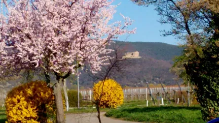 Hambacher Schloß