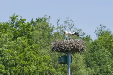 Störche im Nest