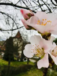 Mandelblüte Leinsweiler