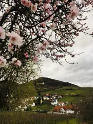 Mandelblüte Leinsweilerhof