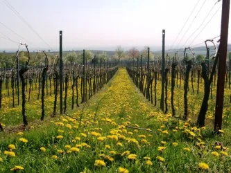 Weinberg in Leinsweiler (© Erlenwein)