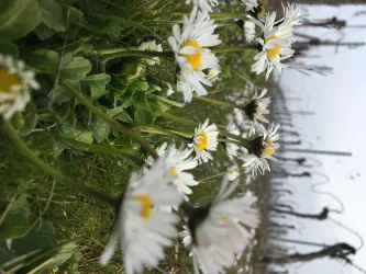 Gänseblümchen