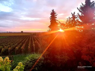 Blick in die Weinreben und Garten