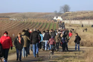 Rotweinwanderung 2