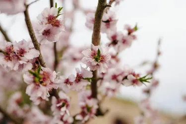 Die Pfälzer Mandelblüte zeigt sich hier gerne