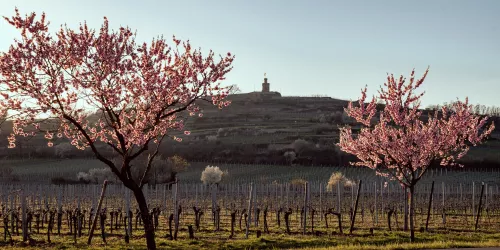 Flaggenturm mit Mandelblüte