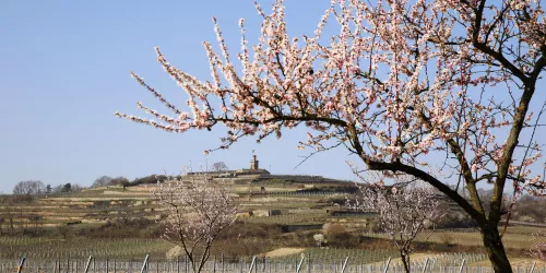 Mandelblüte mit Flaggenturm im Hintergrund (© melhubach photographie)