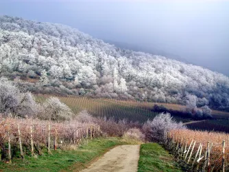 Weinberge und Wald  im Schnee (© Stadt Bad Dürkheim)