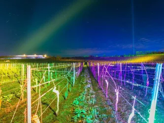 Weinbergnacht_beleuchtete Rebstöcke