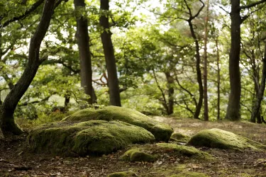 Wald (© melhubach photographie)