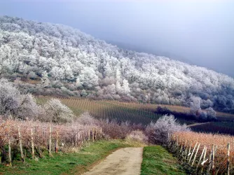 Weinberge und Wald im Schnee (© Stadt Bad Dürkheim)