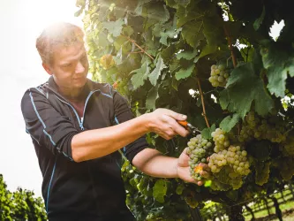 Weingut Jens Griebel _ Im Weinberg