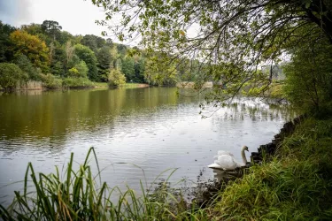 Schwan am Vogelwoog