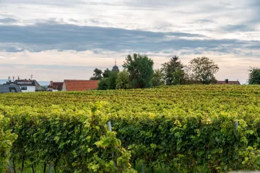 Blick von den Weinbergen