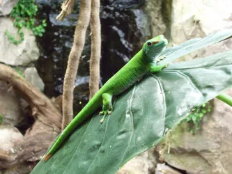 Madagaskar-Taggecko (© Zoo Landau)