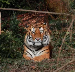 Tigerkater Zoo Landau (© Zoo Landau in der Pfalz)