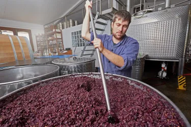 Lese (© Weingut Münzberg)
