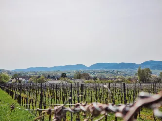 Blick von Godramstein zur Haardt