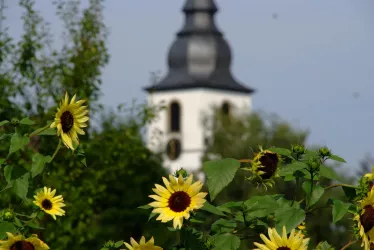 Sonnenblumen in Offenbach (© Verbandsgemeinde Offenbach)