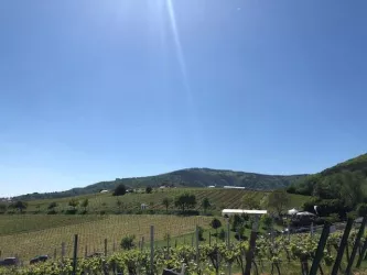 Weyher Weinpanorama 1 (© VereinSÜWEdenkoben)