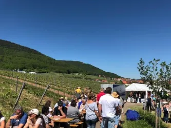 Weyher Weinpanorma 4 (© VereinSÜWEdenkoben)