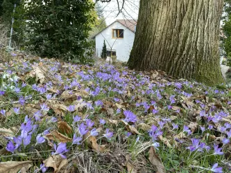Haus von hinten mit Garten und Wald