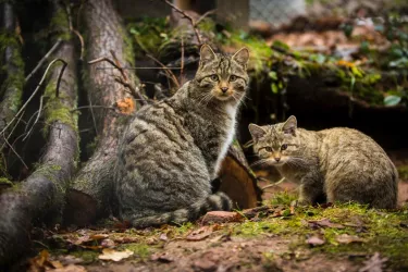 Wildkatzen copyright Bogdan Baraghin (3)