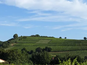 Weinlage Ilbesheimer Kalmit