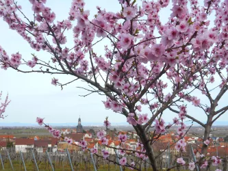 Blick auf Kallstadt