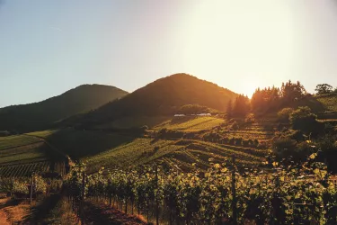 Blick auf den Hohenberg