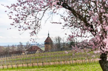 Mandelblüte am Geilweilerhof bei Siebeldingen