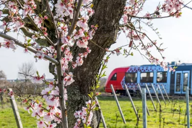 Mit der Bahn die Pfälzer Mandelblüte erkunden