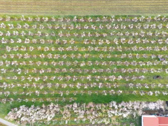 Mandelplantage bei Freinsheim