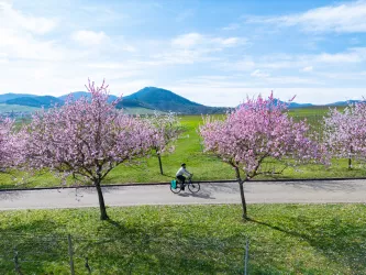 Radtour zur Mandelblüte an der Weinstraße