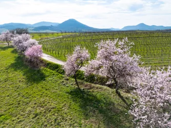 Den frühesten Frühling in Deutschland läutet die Mandelblüte in der Pfalz ein