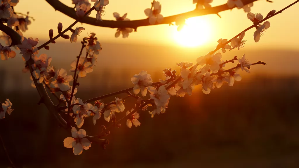 Mandelblütenzweig im Sonnenuntergang