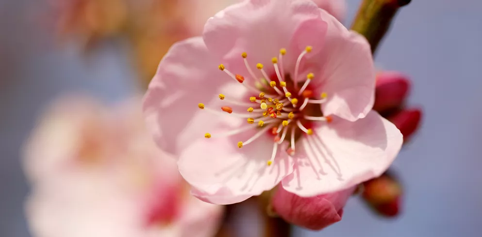 Veranstaltungen und Führungen zur Mandelblüte