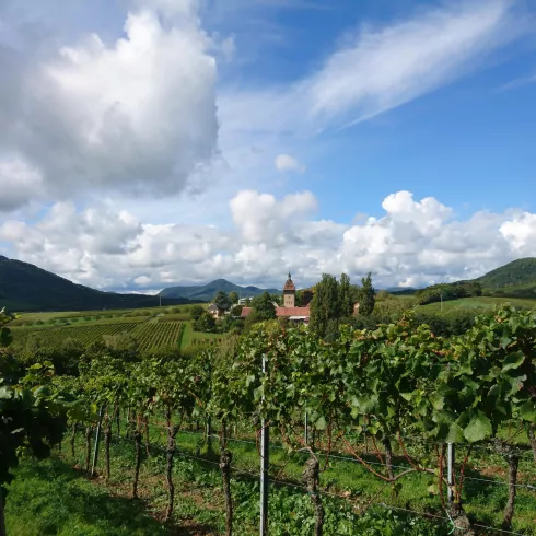 Ausblick von der Weinlage auf den Geilweilerhof