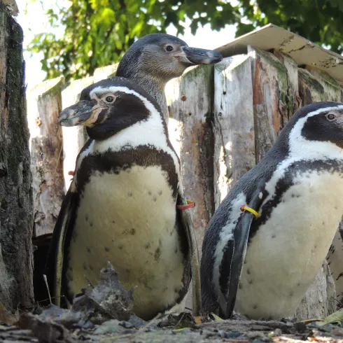 Humboldt-Pinguine mit Jungtie
