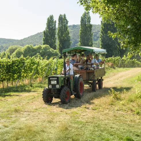 Weinreisen In Der Pfalz | Urlaub In Deutschland